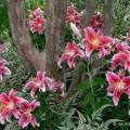 Stargazer Lilies & Stewartia, Cleveland Botanical Garden