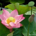 Lotus, Cleveland Botanical Garden