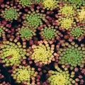 Ludwigia, West Terrace, Cleveland Botanical Garden