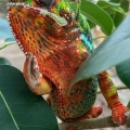 Panther Chameleon, Madagascar Exhibit, Cleveland Botanical Garden