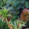 Costa Rica Air Plants, Glass House, Cleveland Botanical Garden
