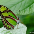 Malachite Longwing, Cleveland Botanical Garden