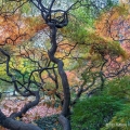 A grove of Japanese maples in fall at Lake View Cemetery in Cleveland