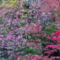 Euonymous Foliage, Lake View Cemetery, Cleveland