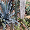 Cacti, Rockefeller Greenhouse, Cleveland