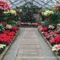 Poinsettia Display, Rockefeller Greenhouse, Cleveland