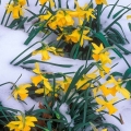 Daffodils in the Snow, Holden Arboretum