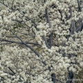Amelanchier, Holden Arboretum