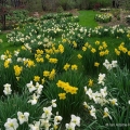 Daffodils, Holden Arboretum