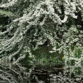 Green Hawthorn in Bloom, Leach Research Station, The Holden Arboretum, Madison