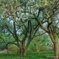 Crabapples, Holden Arboretum