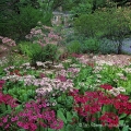 Japanese Primroses, Lantern Court, The Holden Arboretum