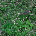 Wild Geraniums, Columbine & Forget-Me-Nots, Holden Arboretum