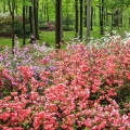 Azaleas, The Holden Arboretum, Lake County