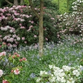 Spanish Bluebells & Rhododendrons, Madison, Lake County