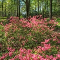 Azaleas, The Holden Arboretum