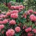 Rhododendrons, Leach Research Station, Holden Arboretum