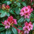 Rhododendron 'Ben Moseley', Holden Arboretum