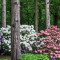 Leach Rhododendrons, The Holden Arboretum