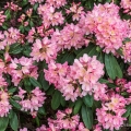 Rhododendron 'Bali', The Holden Arboretum