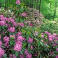 Rhododendron 'Purpureum Elegans', Holden Arboretum