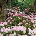 045-Rhododendron-Bravo-The-Holden-Arboretum
