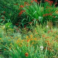 Rabbit in Garden, Lantern Court, The Holden Arboretum