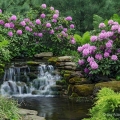 Rhododendrons & Waterfall, The Pattie Group