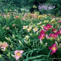 Daylilies, Moreland Hills