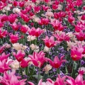 Tulips near Carriage House, Stan Hywet Hall & Gardens, Akron