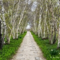 Birch Allee, Stan Hywet Hall & Gardens, Akron