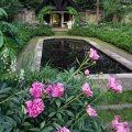 Peonies, English Garden, Stan Hywet Hall & Gardens, Akron