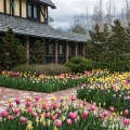 Tulips in Breakfast Room Garden, Stan Hywet Hall & Gardens, Akron