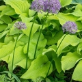 Alliums & Hostas, near Carriage House, Stan Hywet Hall & Gardens, Akron