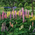 Hybrid Lupines, Stan Hywet Hall & Gardens, Akron