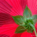 Mallow Flower, Stan Hywet Hall & Gardens, Akron