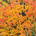 Sugar Maple in Great Meadow, Stan Hywet Hall & Gardens, Akron
