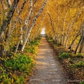 Birch Allee, Stan Hywet Hall & Gardens, Akron
