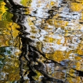 Tree Reflection in Lagoon, Stan Hywet Hall & Gardens, Akron