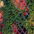 West Terrace Window, Stan Hywet Hall & Gardens, Akron