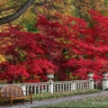Japanese Maples, West Terrace, Stan Hywet Hall & Gardens, Akron