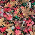 Oak & Japanese Maple Leaves, Stan Hywet Hall & Gardens, Akron