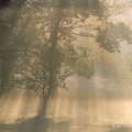 Misty Great Meadow, Stan Hywet Hall & Gardens, Akron