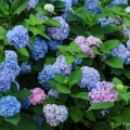 Hydrangeas, Perkins Mansion, Akron