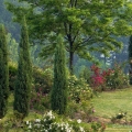 Roses and junipers in the garden of rosarian Peter Schneider in Portage County.