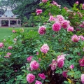 Roses & Gazebo, Fellows Riverside Gardens, Youngstown