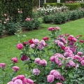 Fellows Riverside Gardens in Mill Creek Park, near Youngstown, has an extensive display of roses in summer.