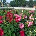 Mallows In Zoar Garden, Tuscarawas County