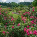 Rose Garden, Secrest Arboretum, Wooster
