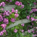 Rosa 'Veilchenblau', Secrest Arboretum, Wooster